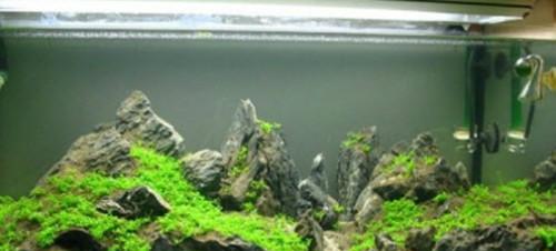 水族箱換水有講究 操作不當只能眼睜睜看著魚兒死去