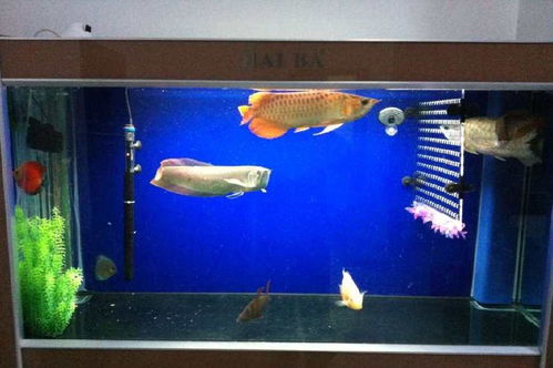 新手養(yǎng)護(hù)魚(yú)缸水族箱的誤區(qū)及必備工具