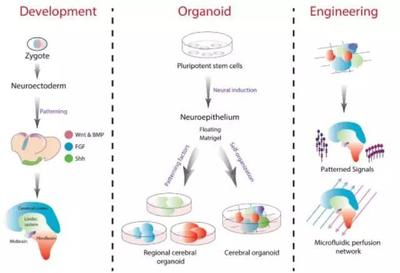 構(gòu)建干細(xì)胞類器官 人體干細(xì)胞技術(shù)開發(fā)與應(yīng)用的革新前沿